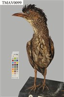 藏品(黑冠麻鷺)的圖片